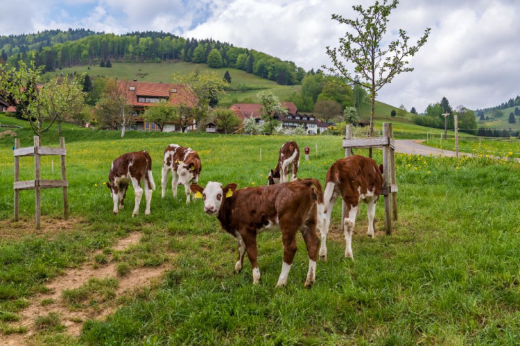 Unsere Vorderwälder Kuschelkühe