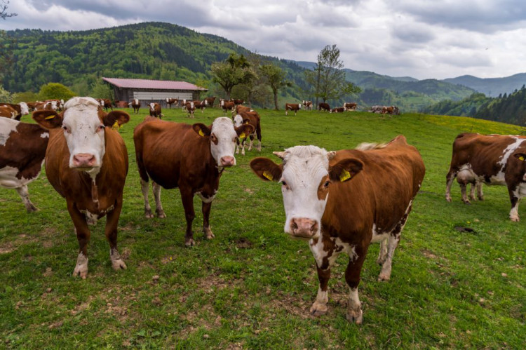 Unsere Vorderwälder Ladies

